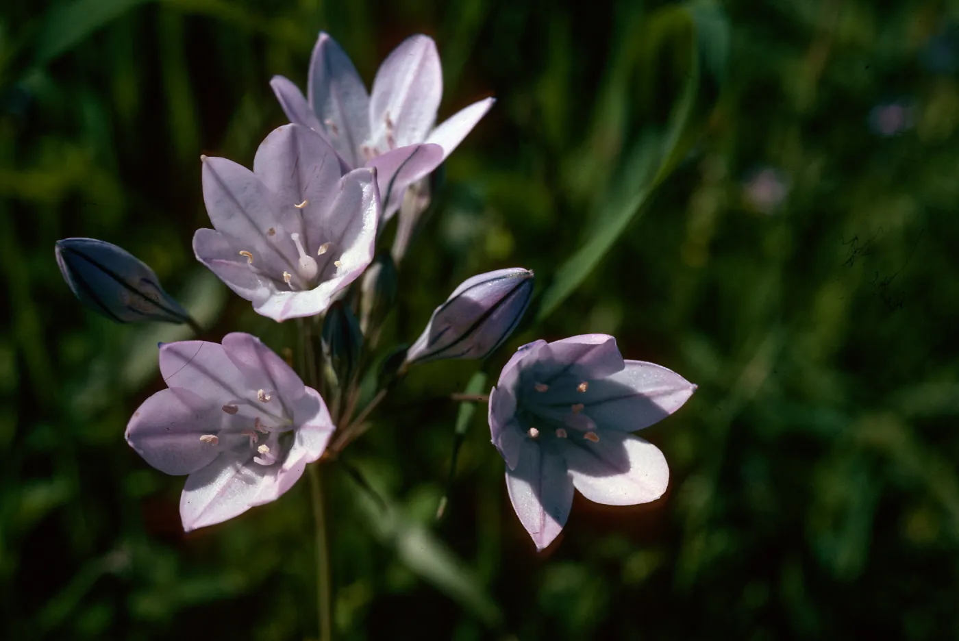 Triteleia laxa, hills, West of Modesto, San Joaquin County