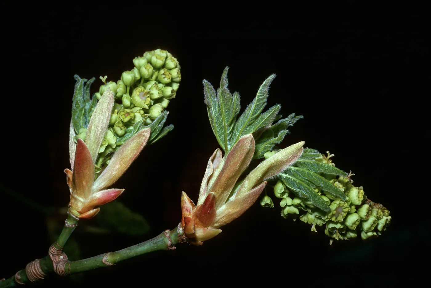Acer macrophyllum