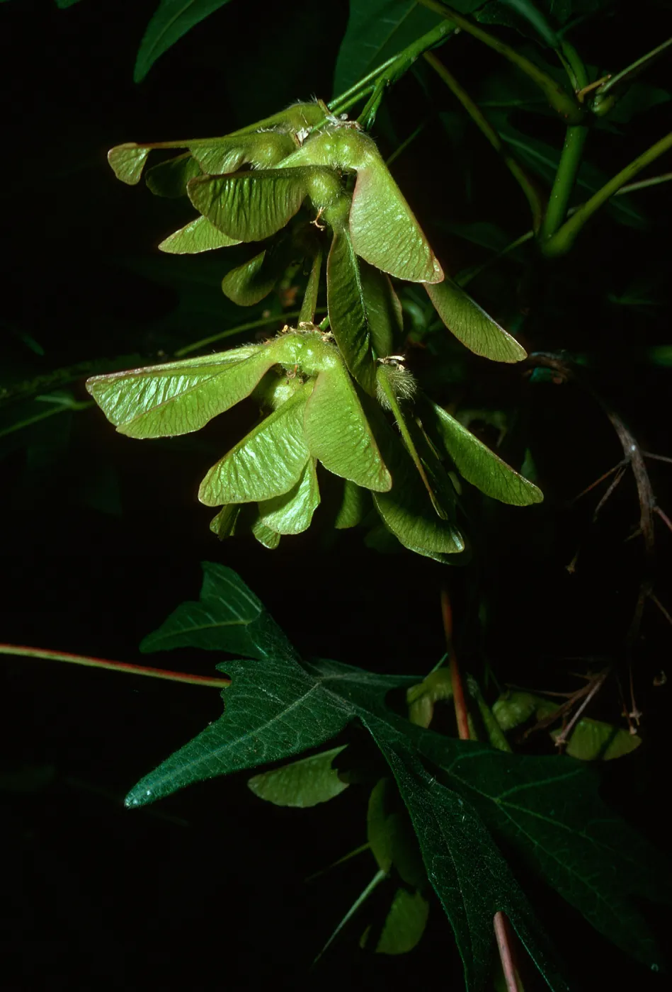 Acer macrophyllum, samaras of fruit