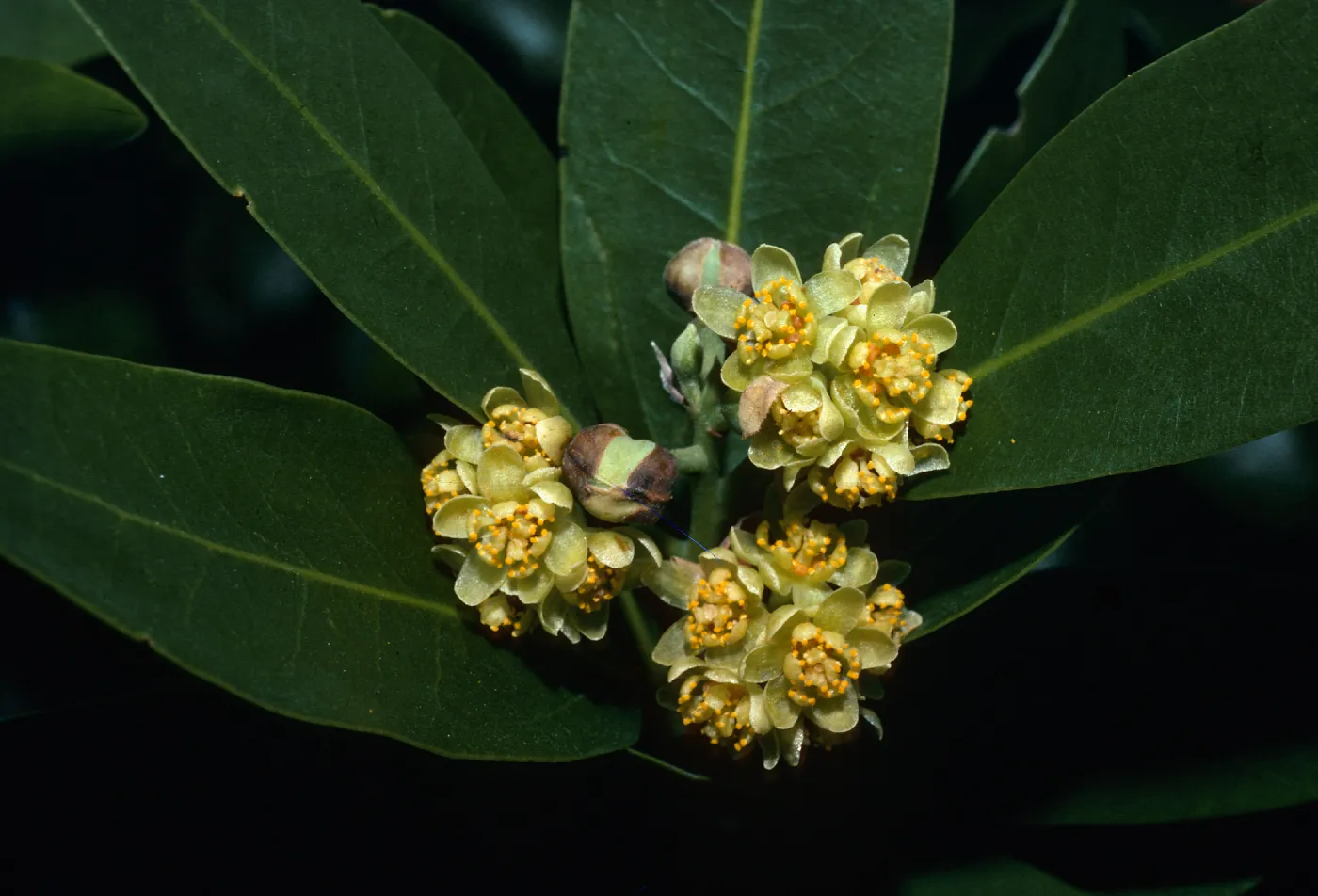 Umbellularia californica