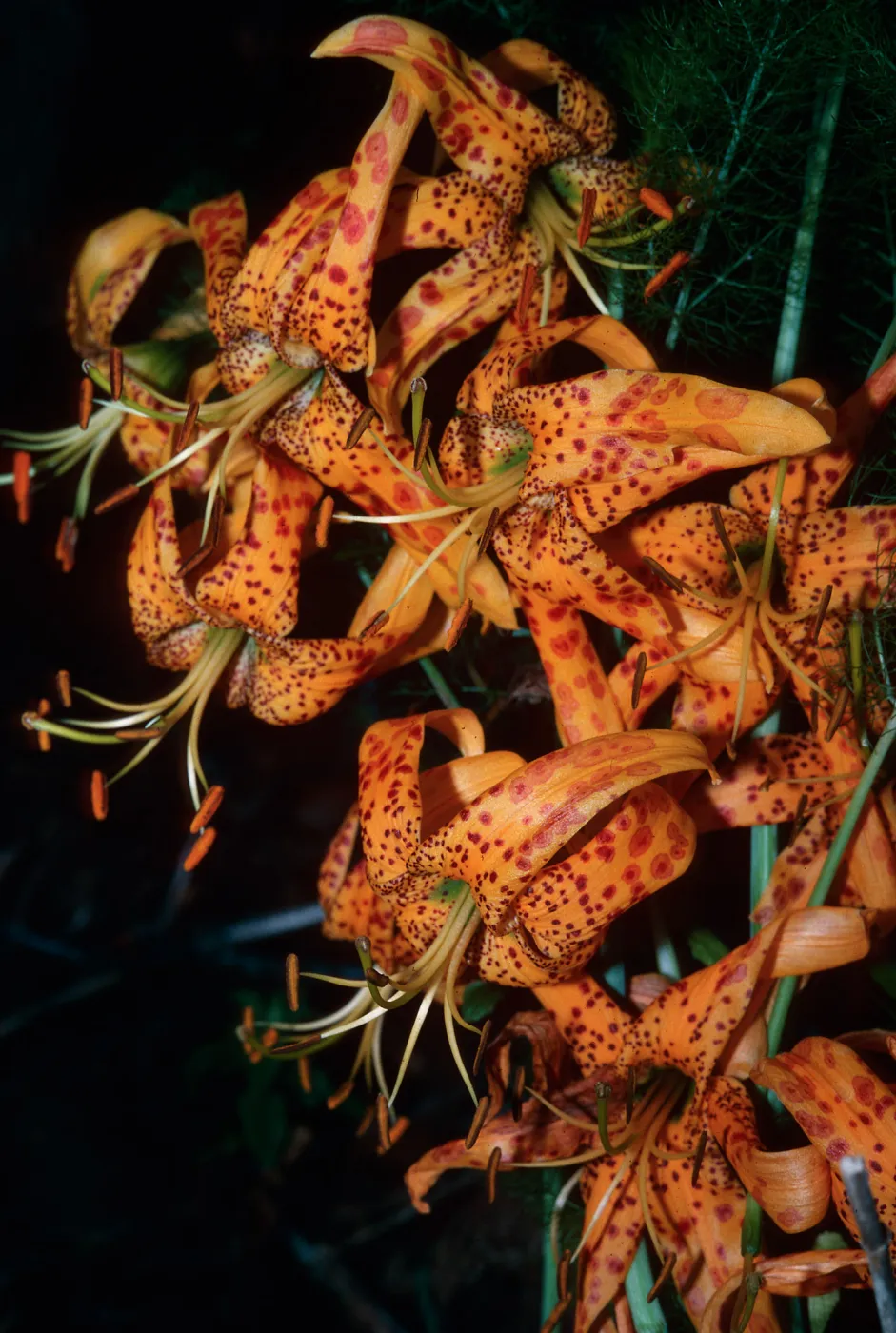 Lilium humboldtii ssp. ocellatum