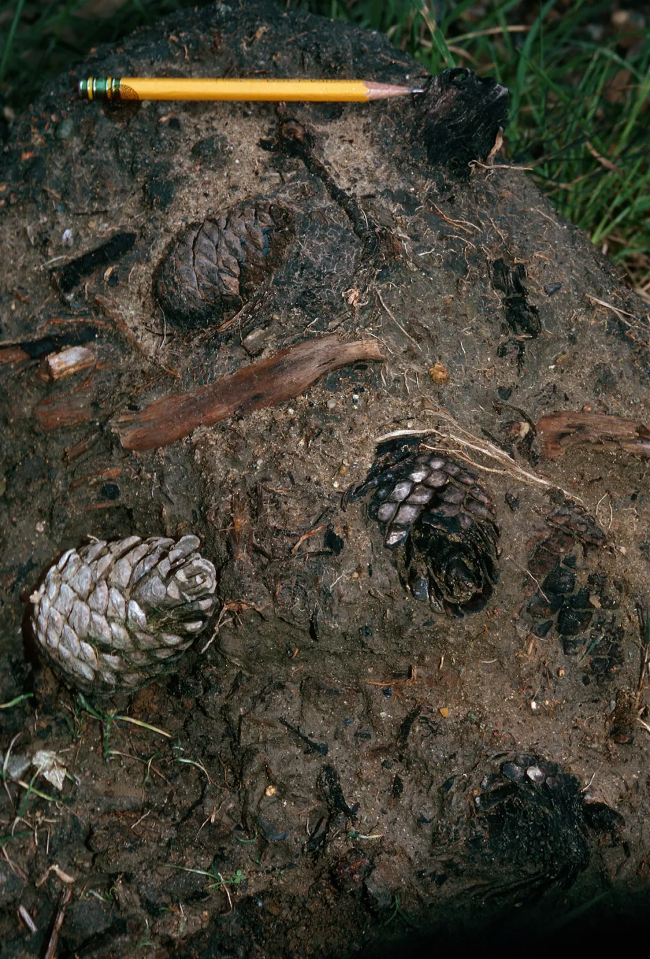 Pinus aff. remorata â€œfossilsâ€