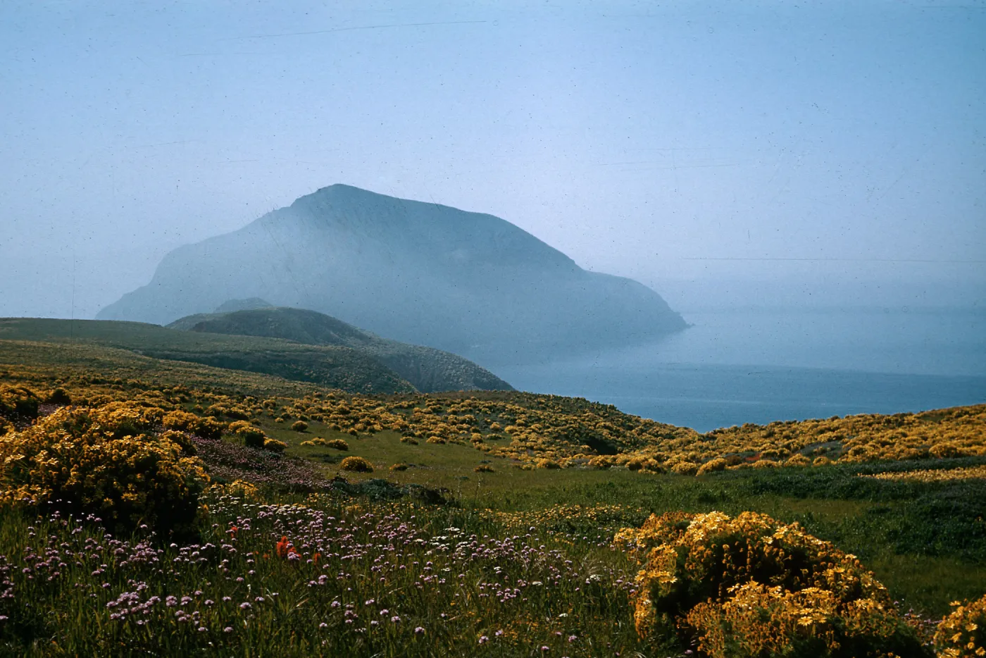 Coreopsis gigantea, Brodiaea pulchella, Middle Anacapa Island