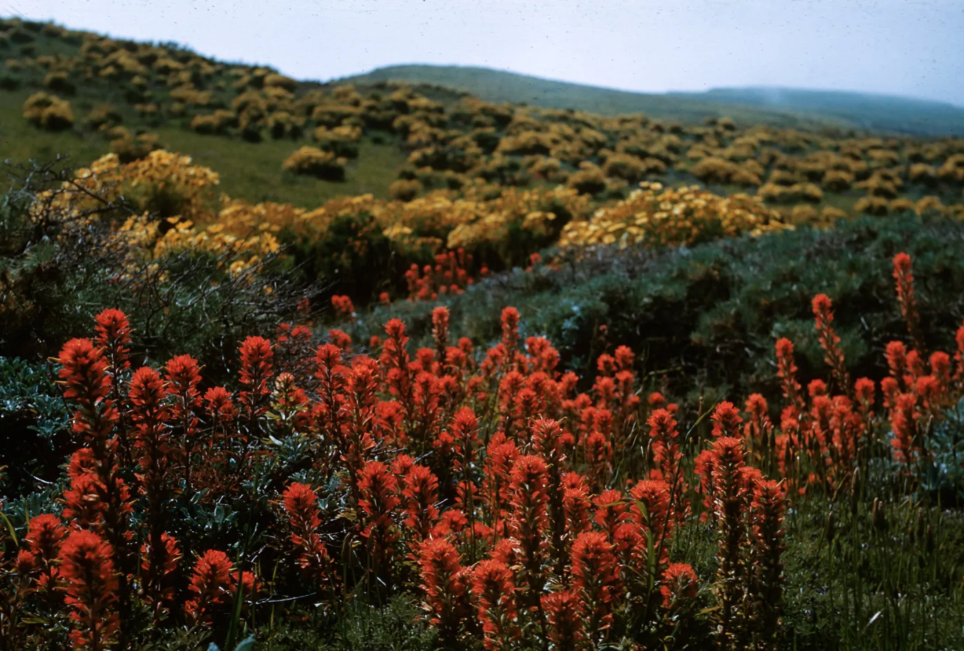Castilleja foliolosa , Middle Anacapa Island