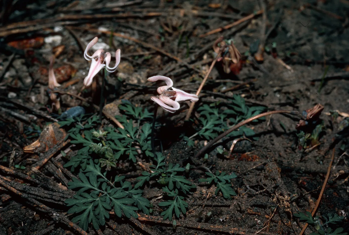 Dicentra, east of Crane Flat (T4), Tioga Rd., Yosemite National Park, Mariposa County
