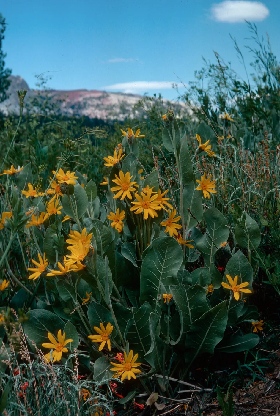Wyethia mollis, Heart Lake Trail, Mammoth Lakes, Elev. 9400 ft., Mono County