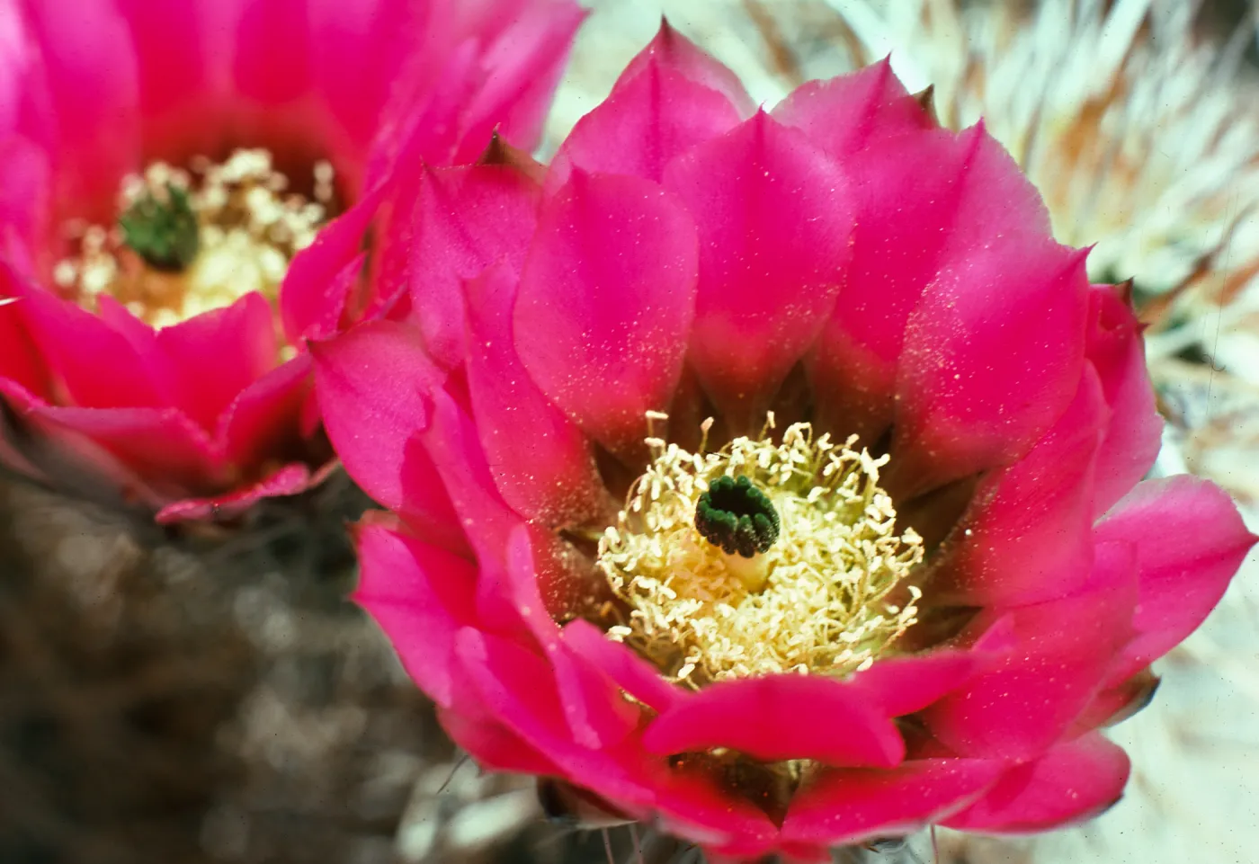 Echinocereus engelmannii, Big Bear, Lucerne Valley, San Bernardino County