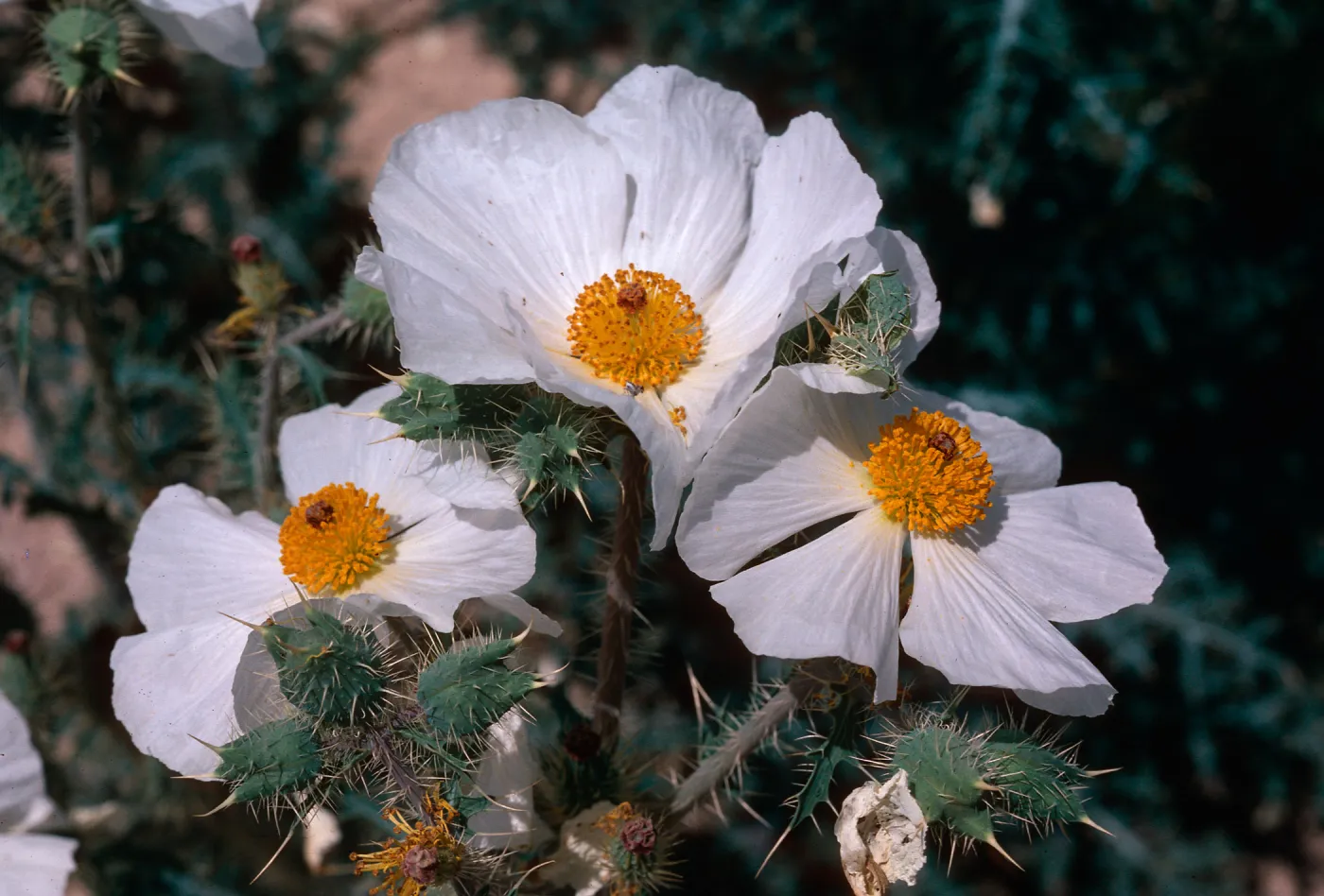 Argemone, Crucifixion Thorn, Imperial County