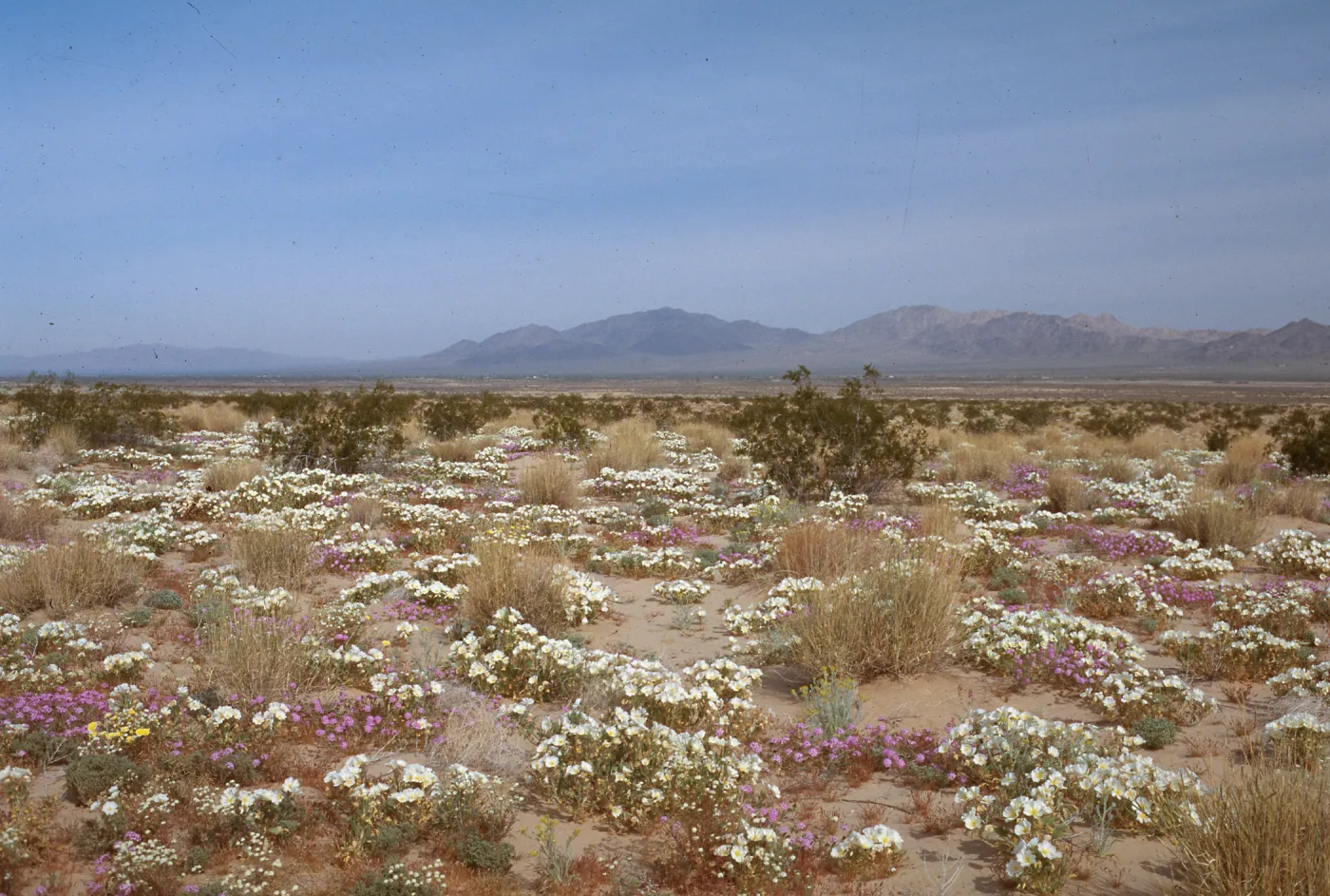 E. of Twentnine Palms, San Bernardino County