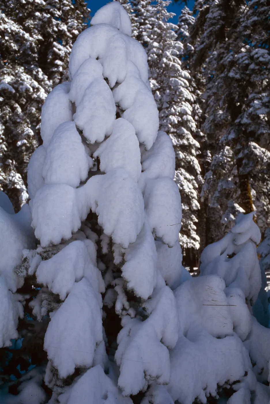 Carson Pass highway, Sierra Nevada, Alpine County