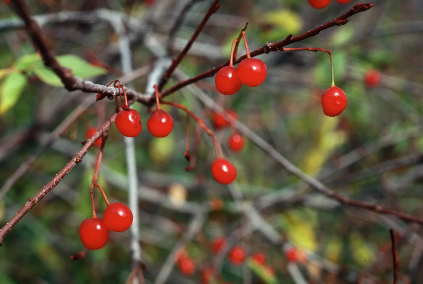 Prunus emarginata