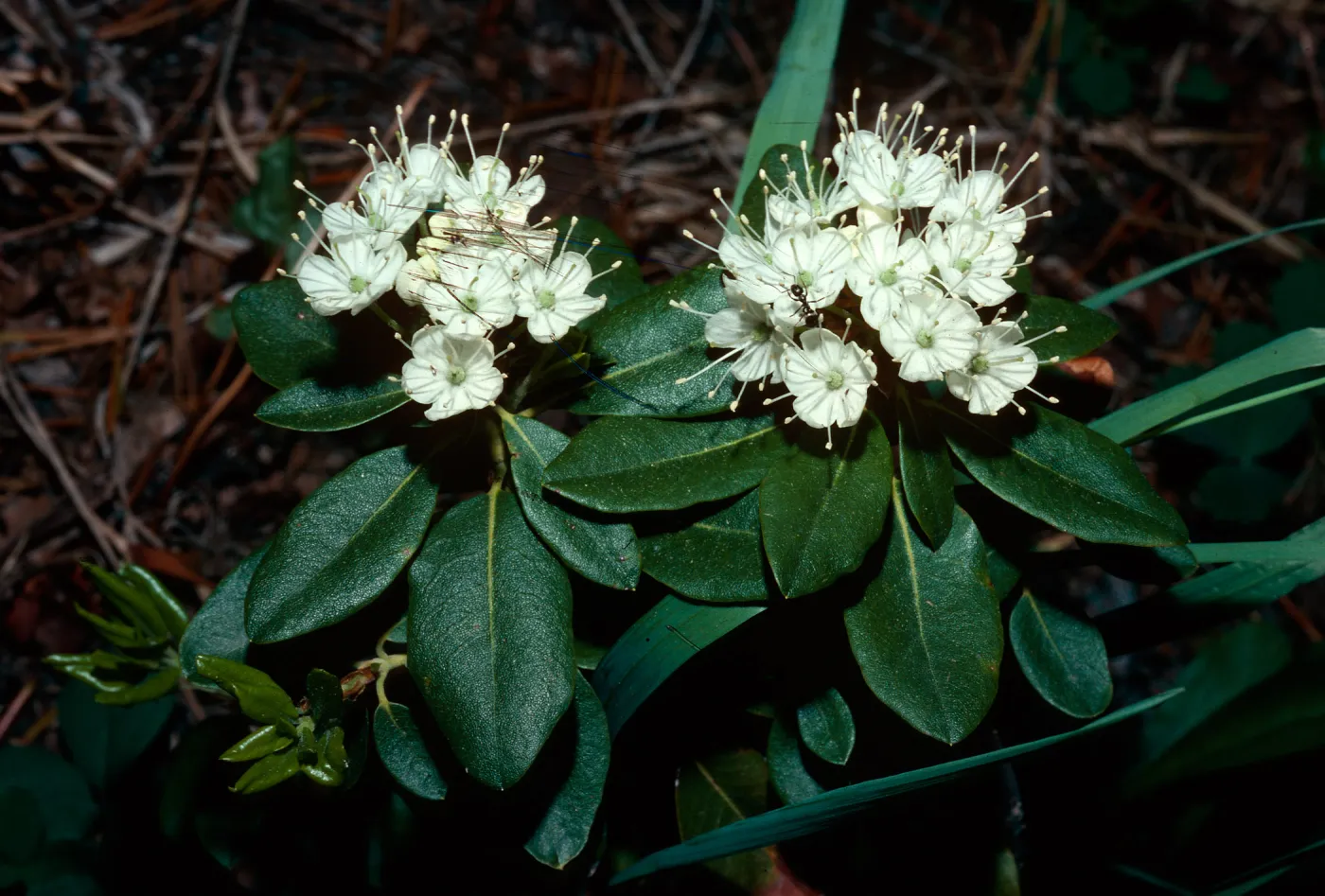 Ledum glandulosum