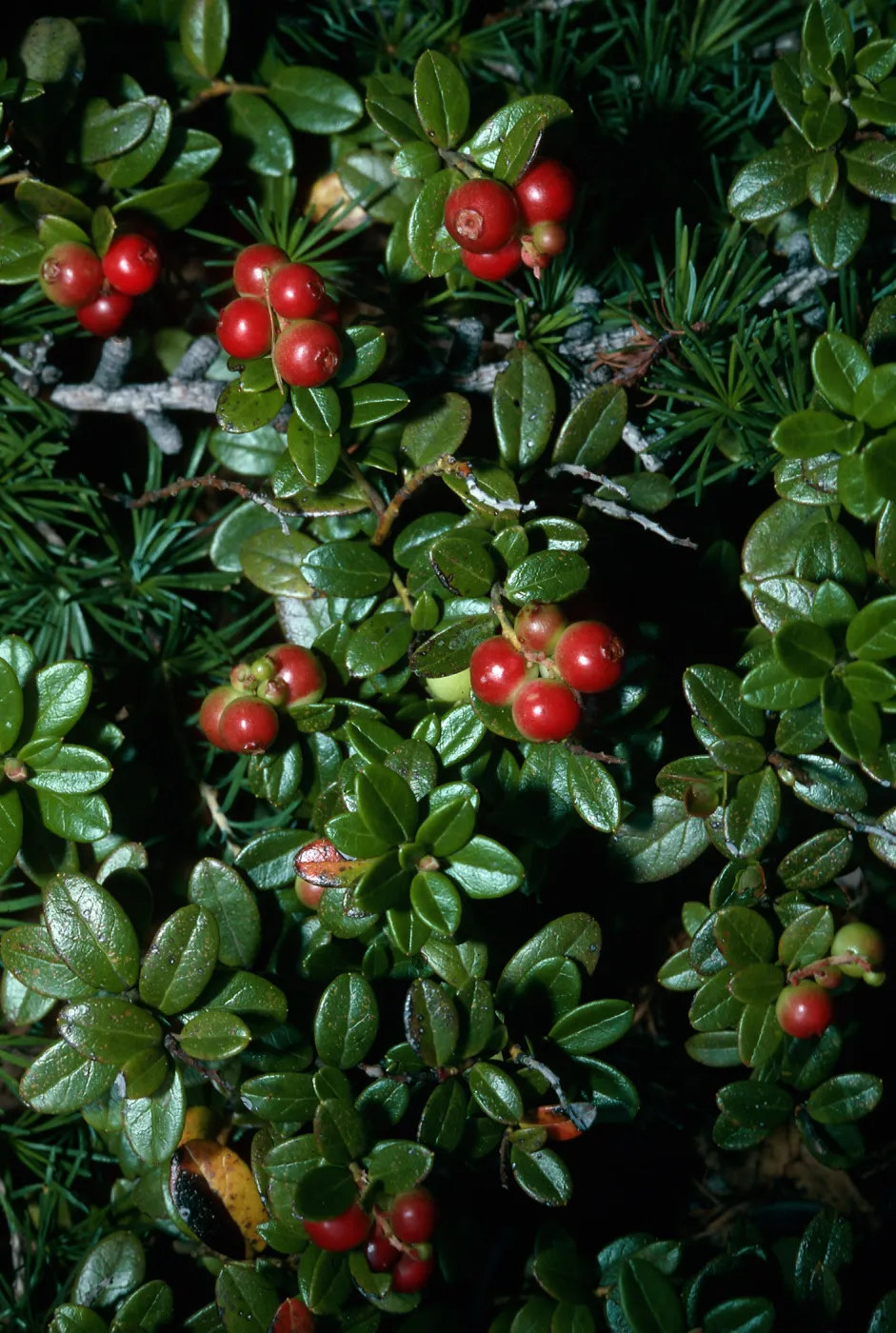 Arctostaphylos uva-ursi