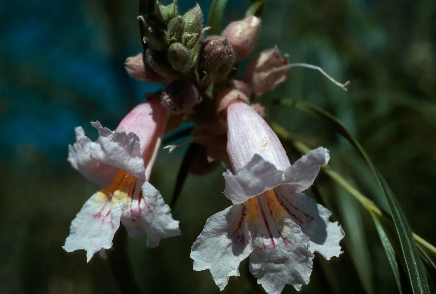 Chilopsis linearis, Box Canyon, E. of Mecca, Riverside County, Feb., 1977