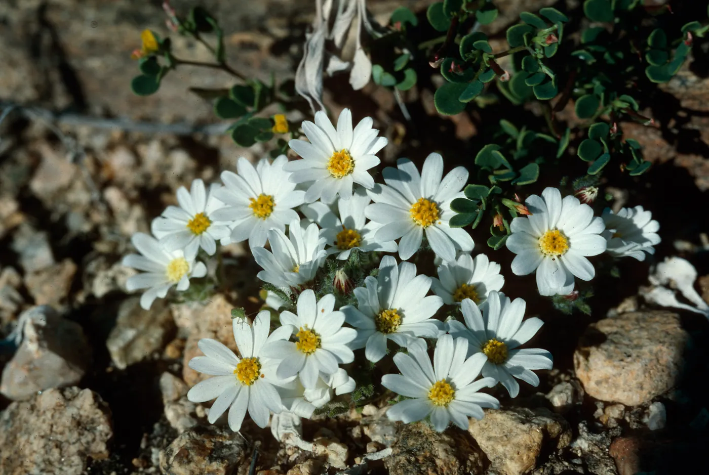 Monoptilon bellioides