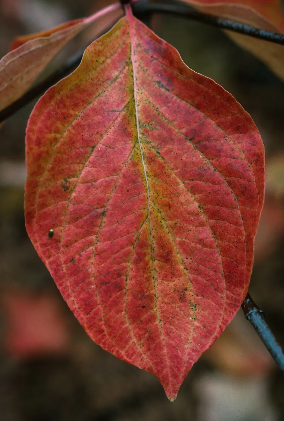 Cornus nuttalli, Yosemite Valley