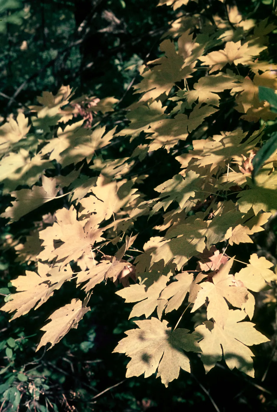 Acer macrophyllum