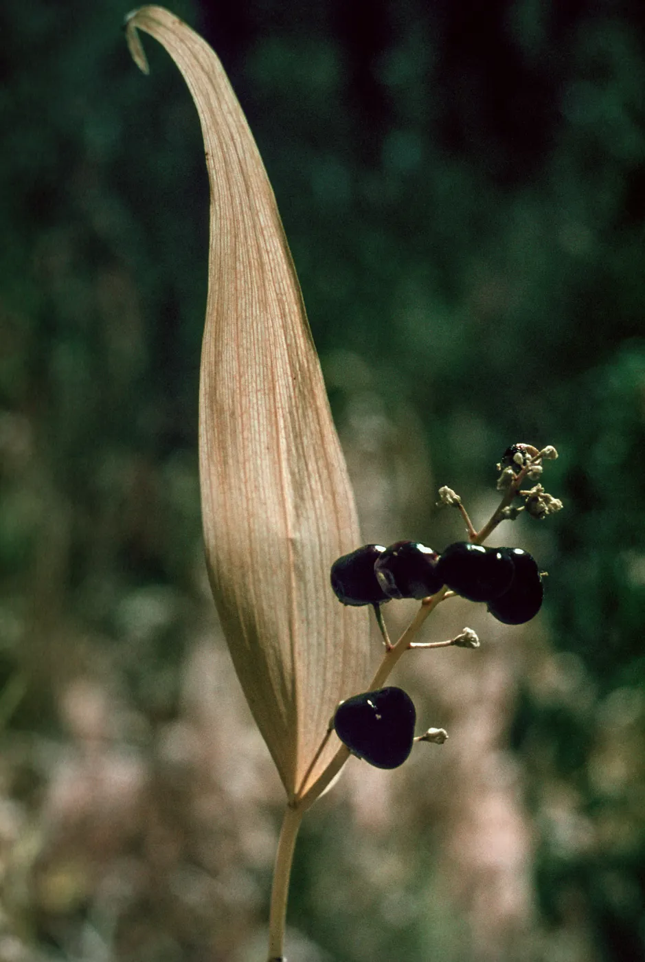 Smilacena, Valentine Camp