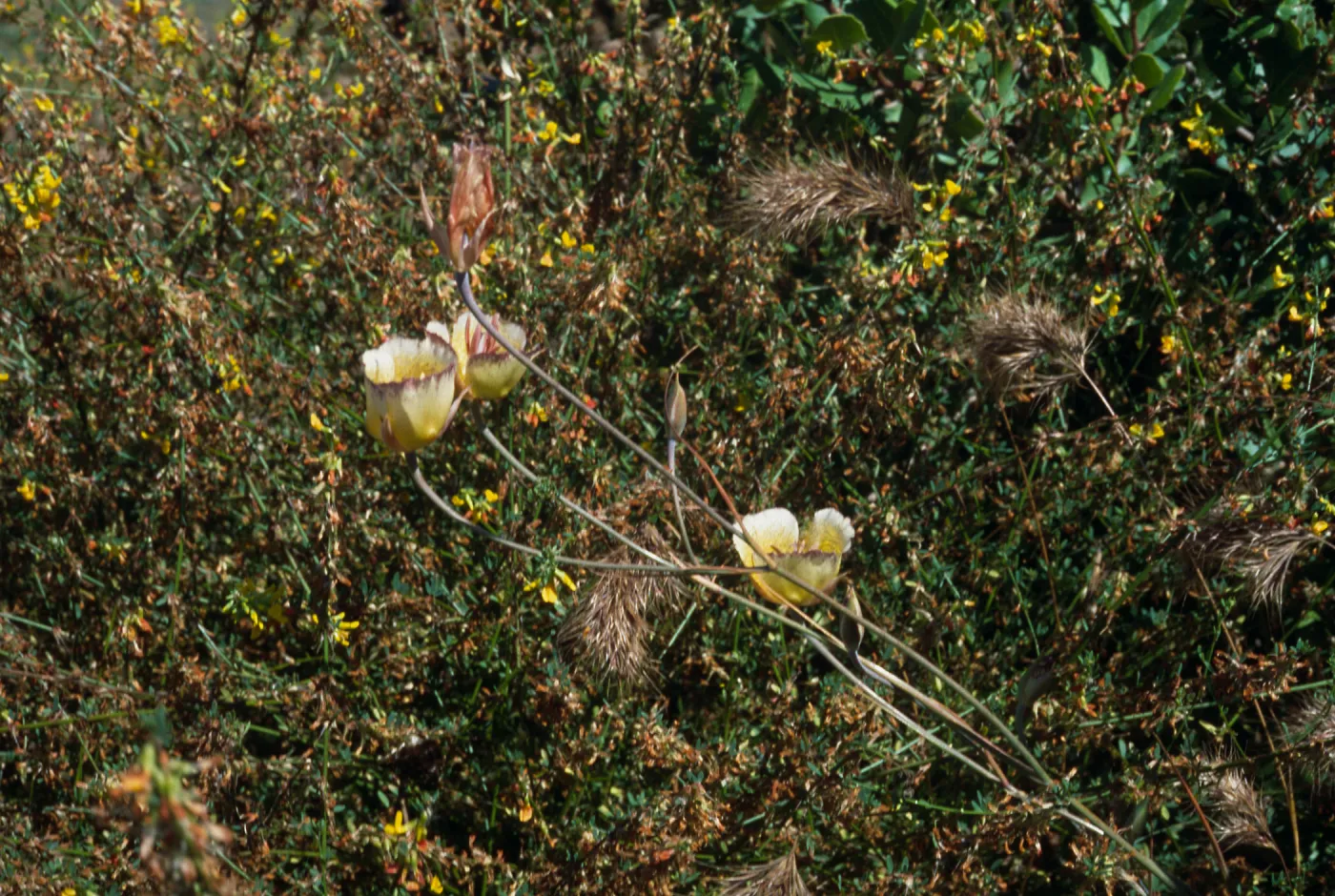 Calochortus weedii var. intermedius Crystal Cove, Orange County Ca.