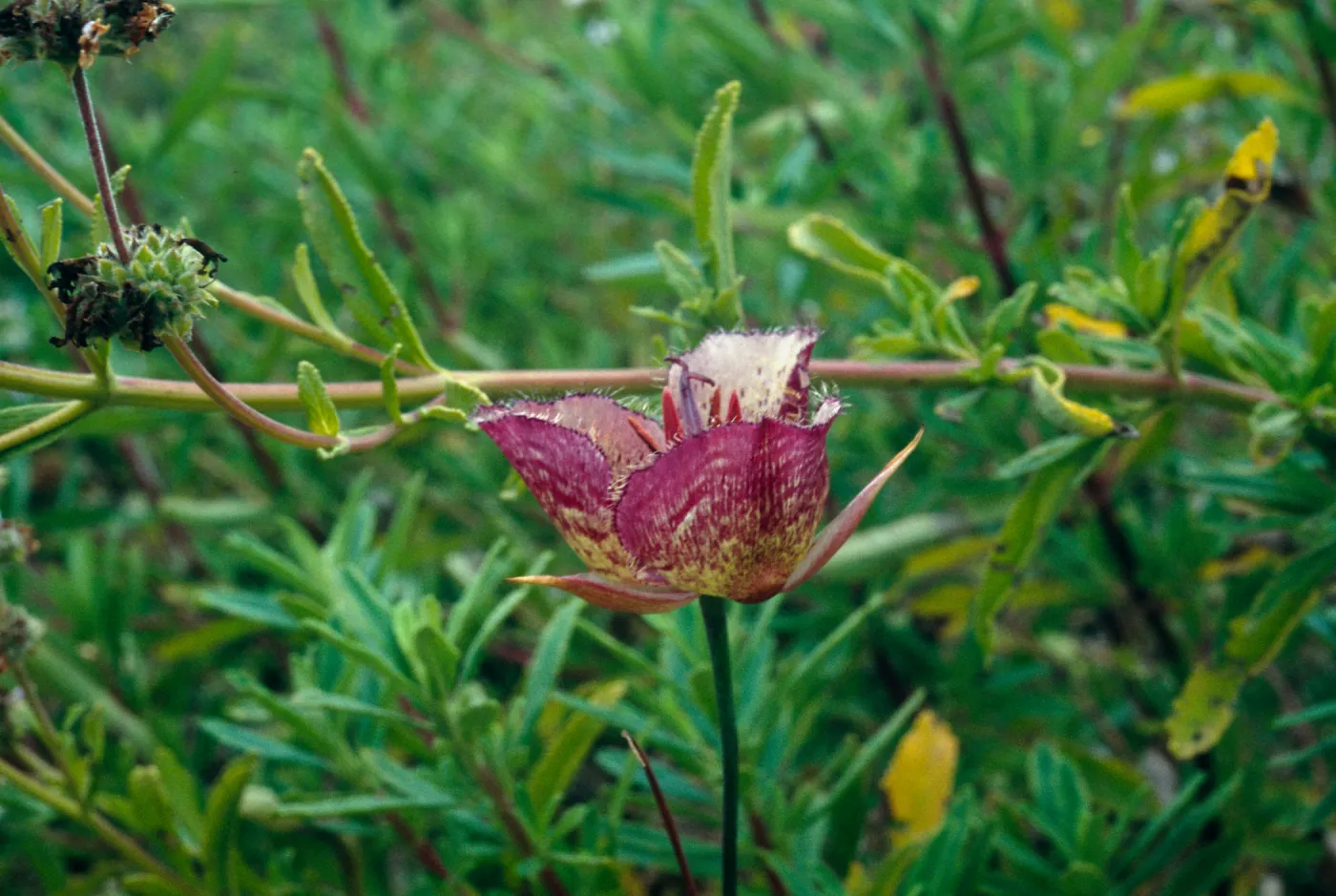 Calochortus weedii var. intermedius, Crystal Cove, Orange County, CA