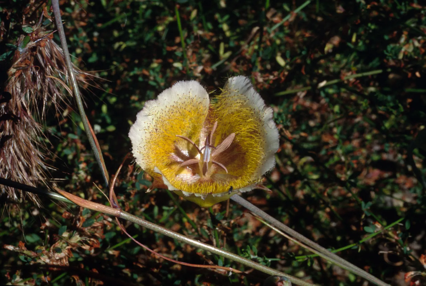 Calochortus weedii var. intermedius, Crystal Cove, Orange County, CA