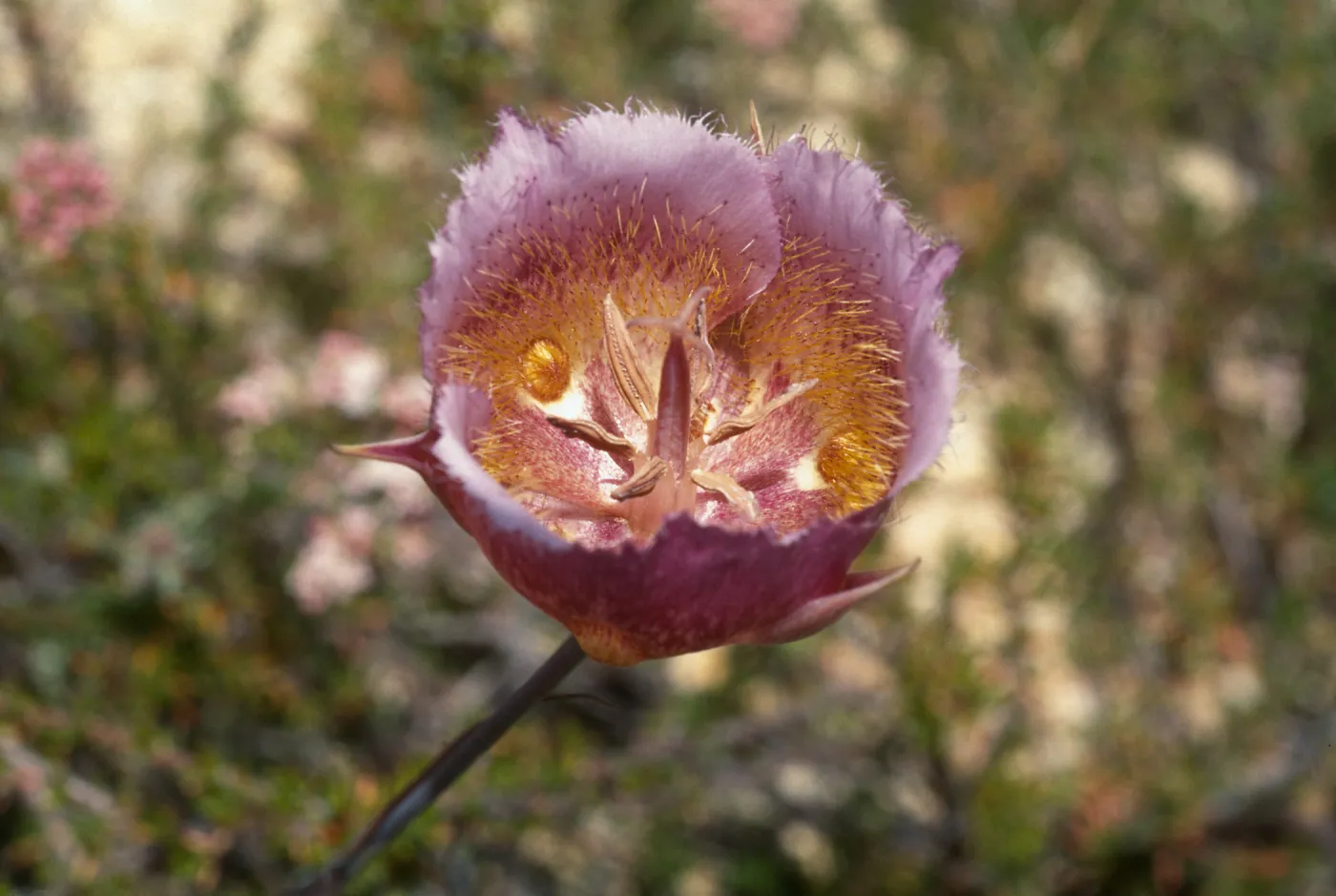 Calochortus weedii var. intermedius, Yorba Linda, CA