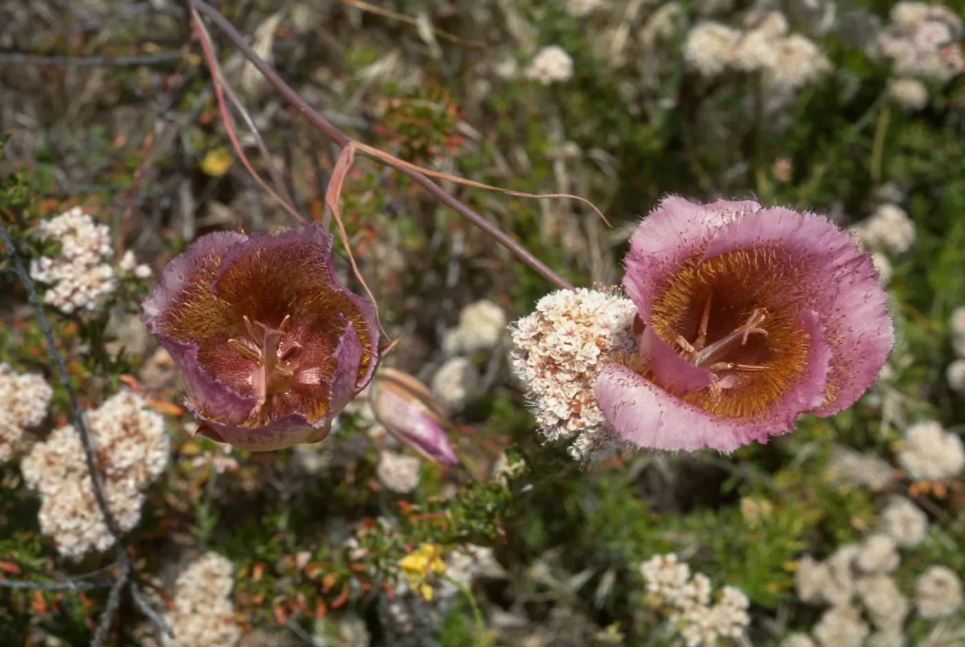 Calochortus weedii var. intermedius, Yorba Linda, CA