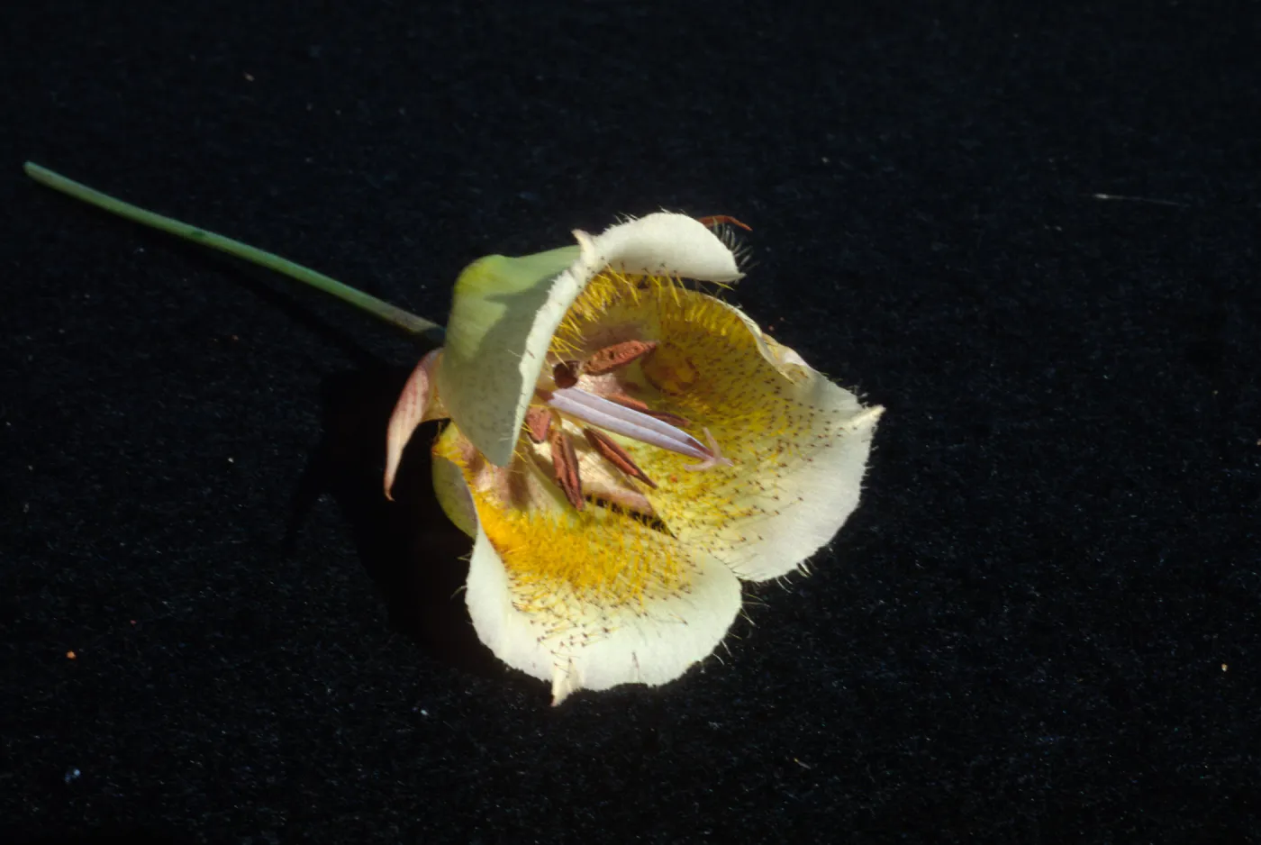 Calochortus weedii var. intermedius