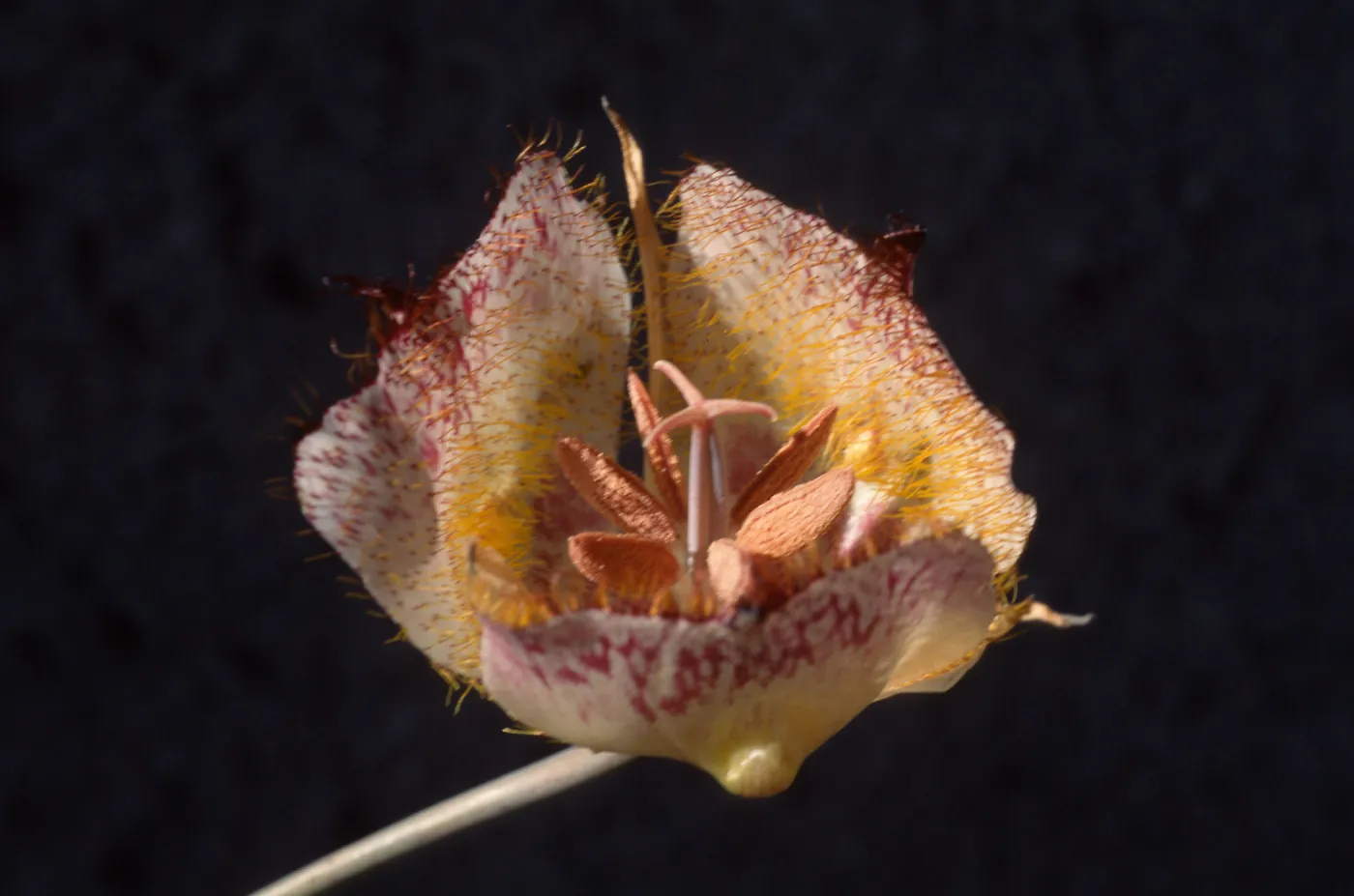 Calochortus weedii var. vestus