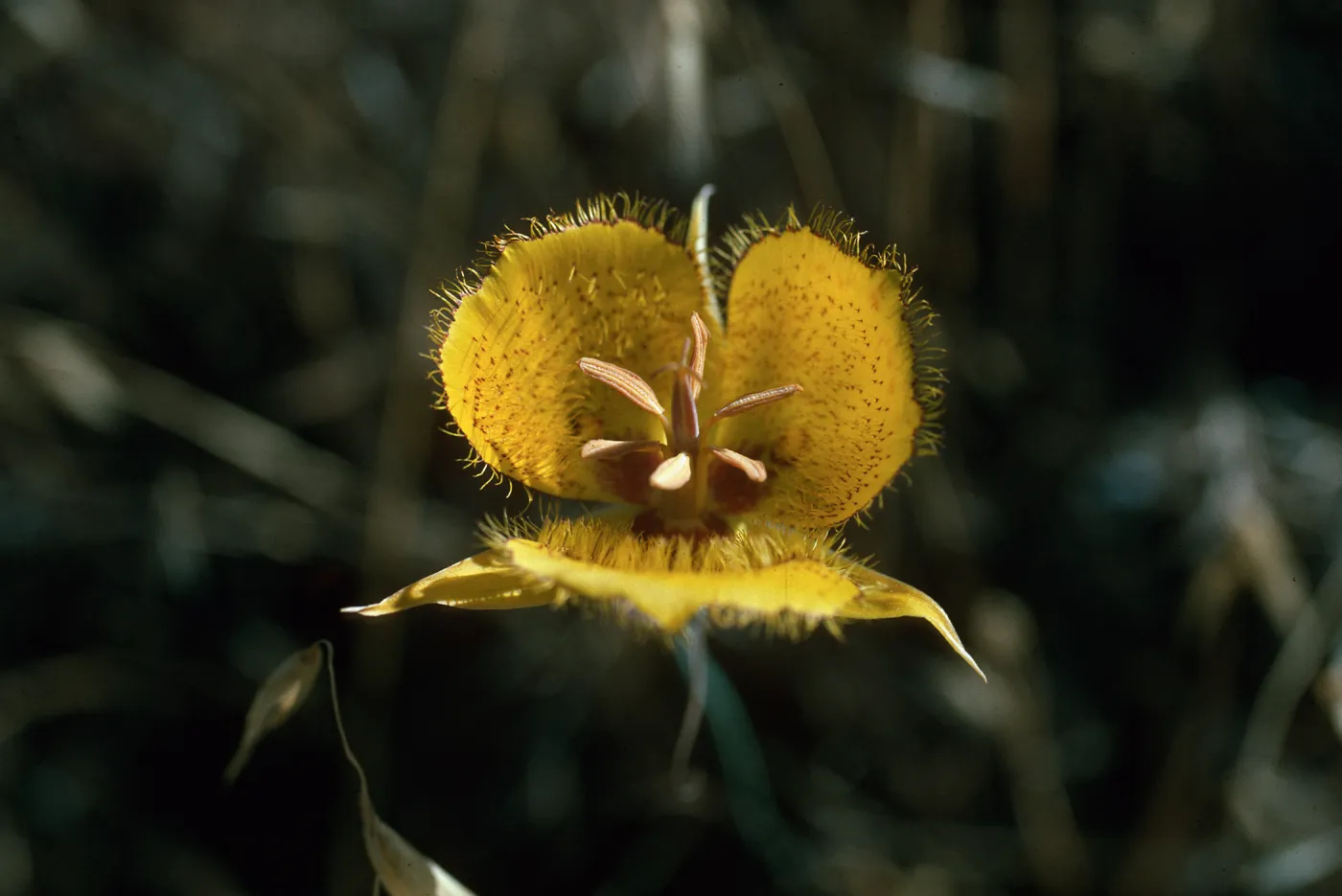 Calochortus weedii var. vestus 