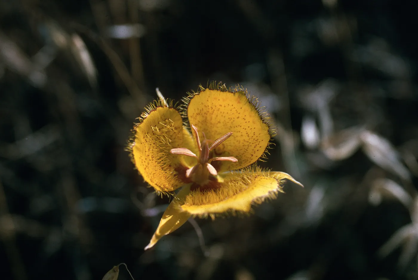 Calochortus weedii var. vestus 