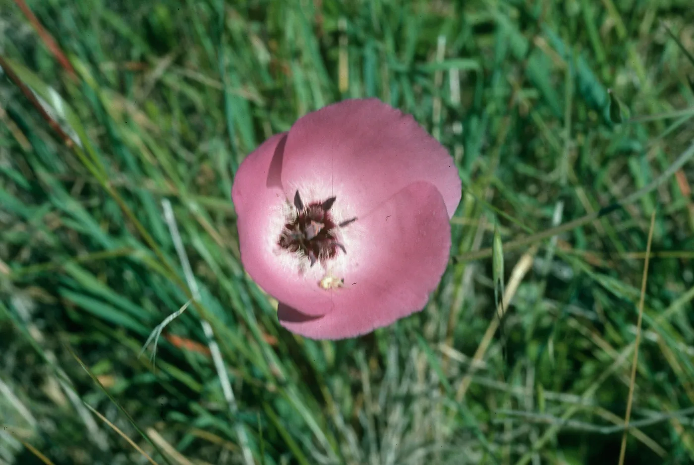 Calochortus splendens , Starr Ranch
