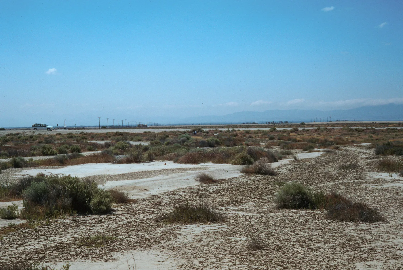 Calochortus splendens Habitat, Lancaster, CA