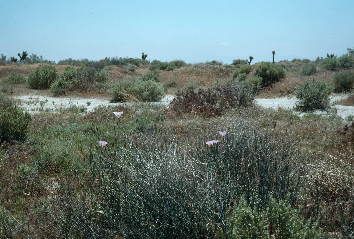 Calochortus splendens Habitat, Lancaster, CA