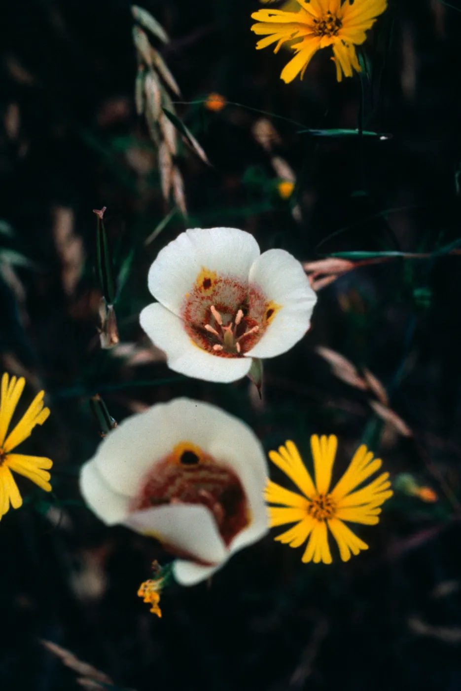 Calochortus superbus, Sequoia National Park