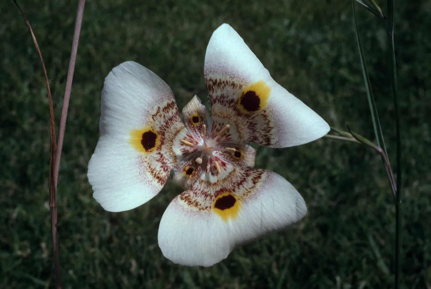 Calochortus superbus