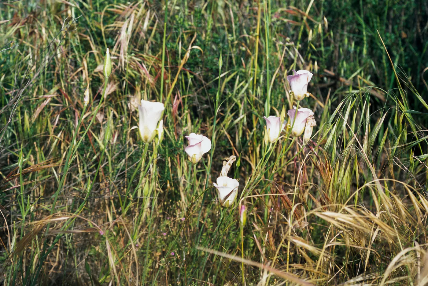 Calochortus venustus