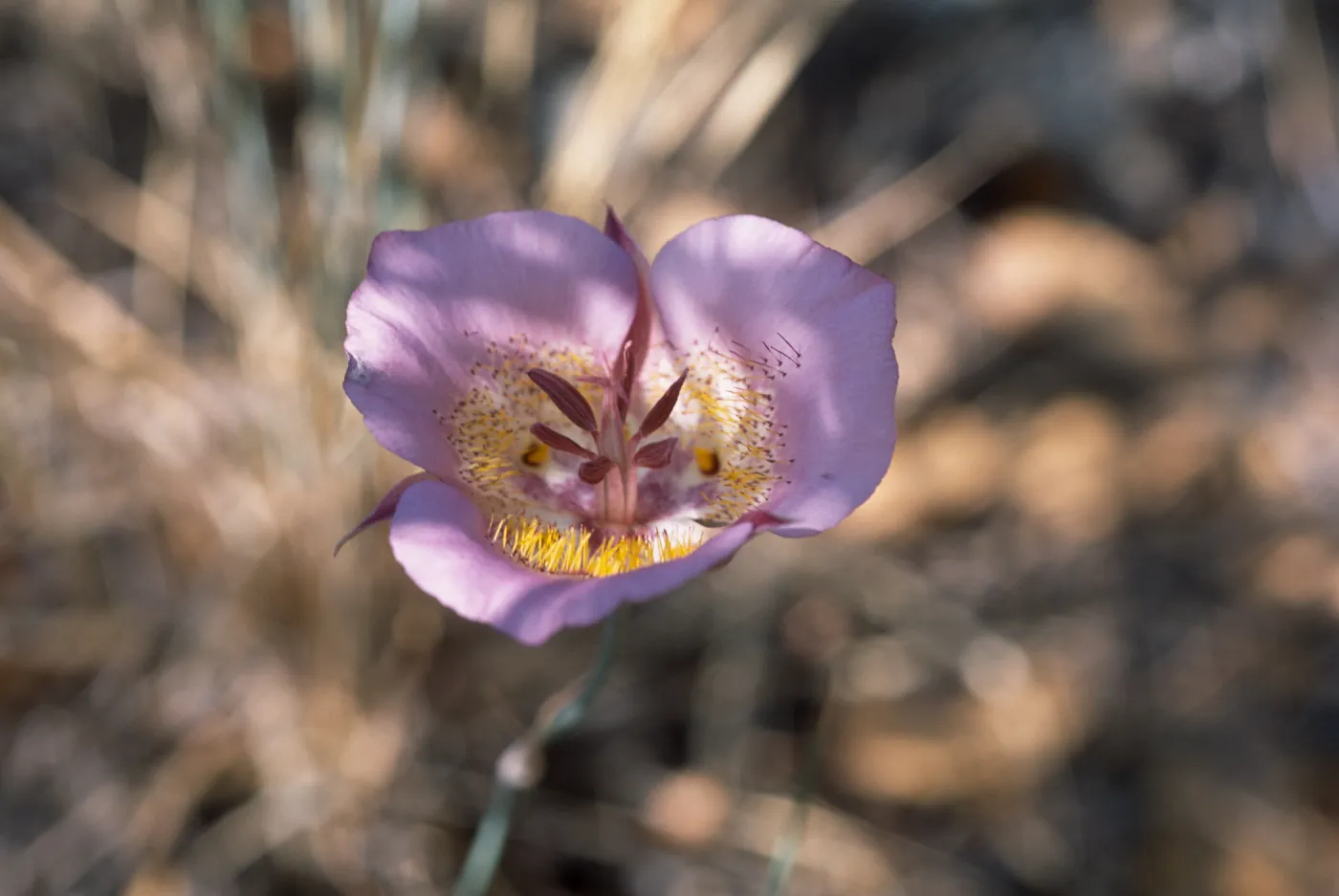 Calochortus Plummerae, Angelus Oaks, San Bernardino CA
