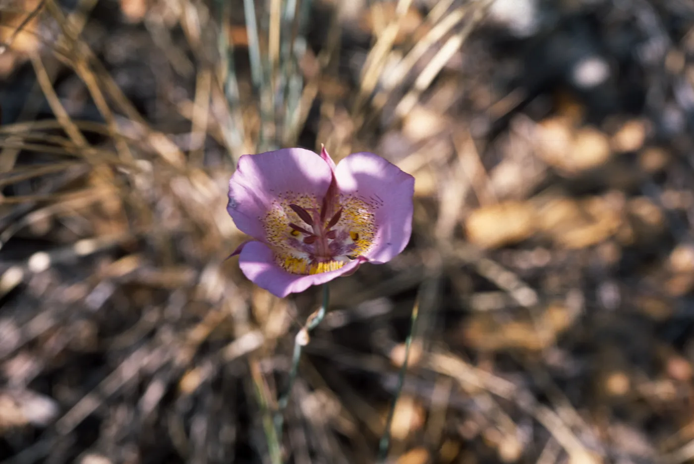 Calochortus plummerae, Angelus Oaks, San Bernardino, CA
