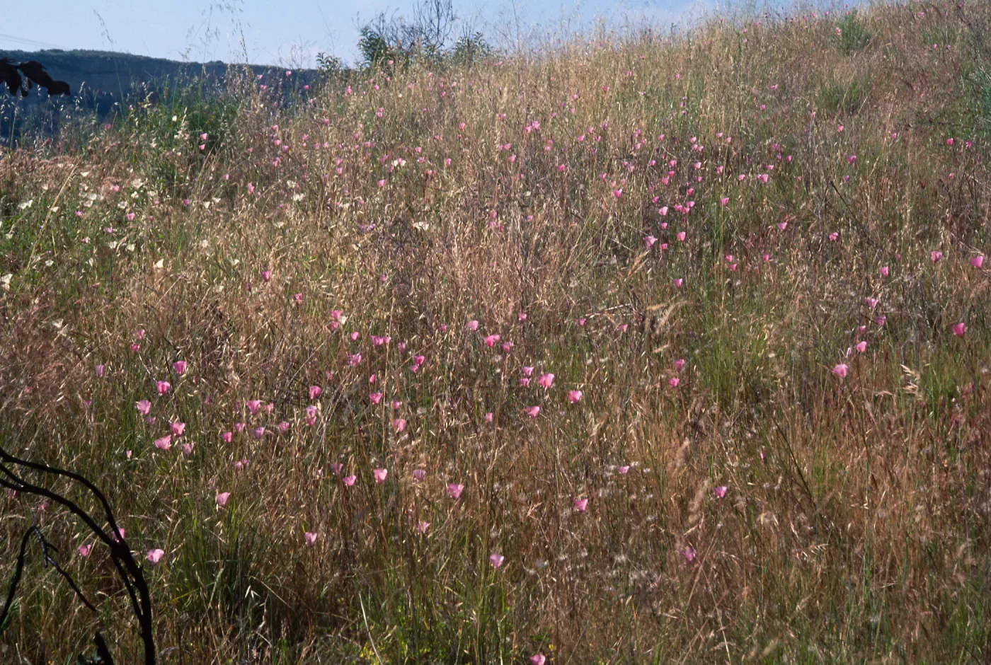 Calochortus splendens Habitat 