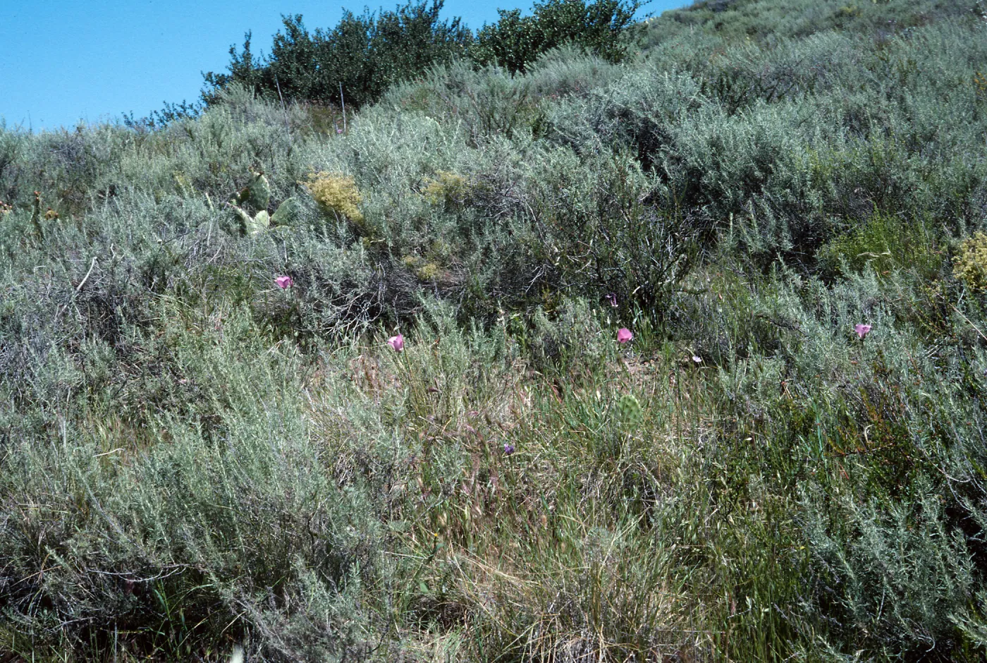 Calochortus splendens Habitat 