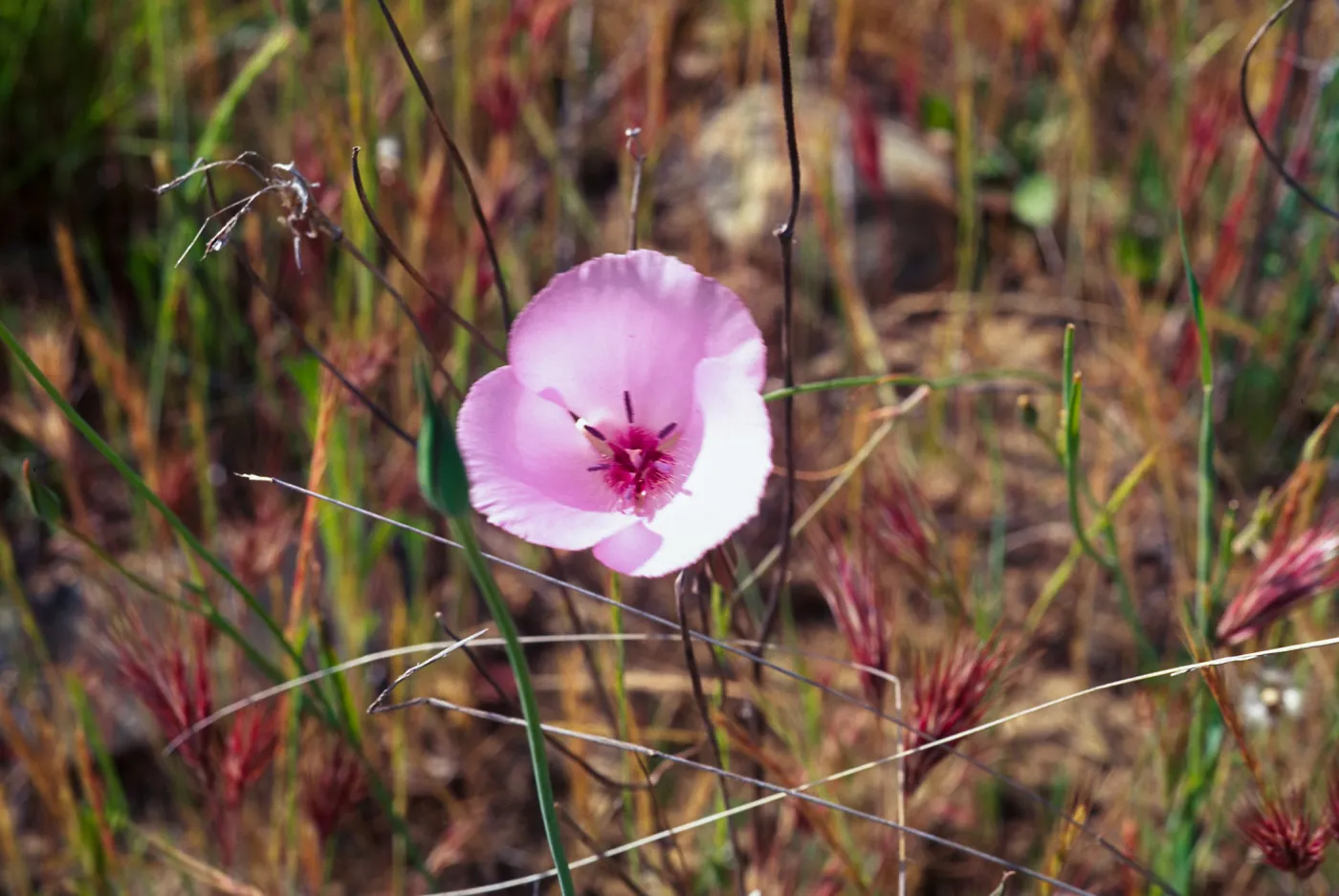 Calochortus splendens, Dana Point Headlands