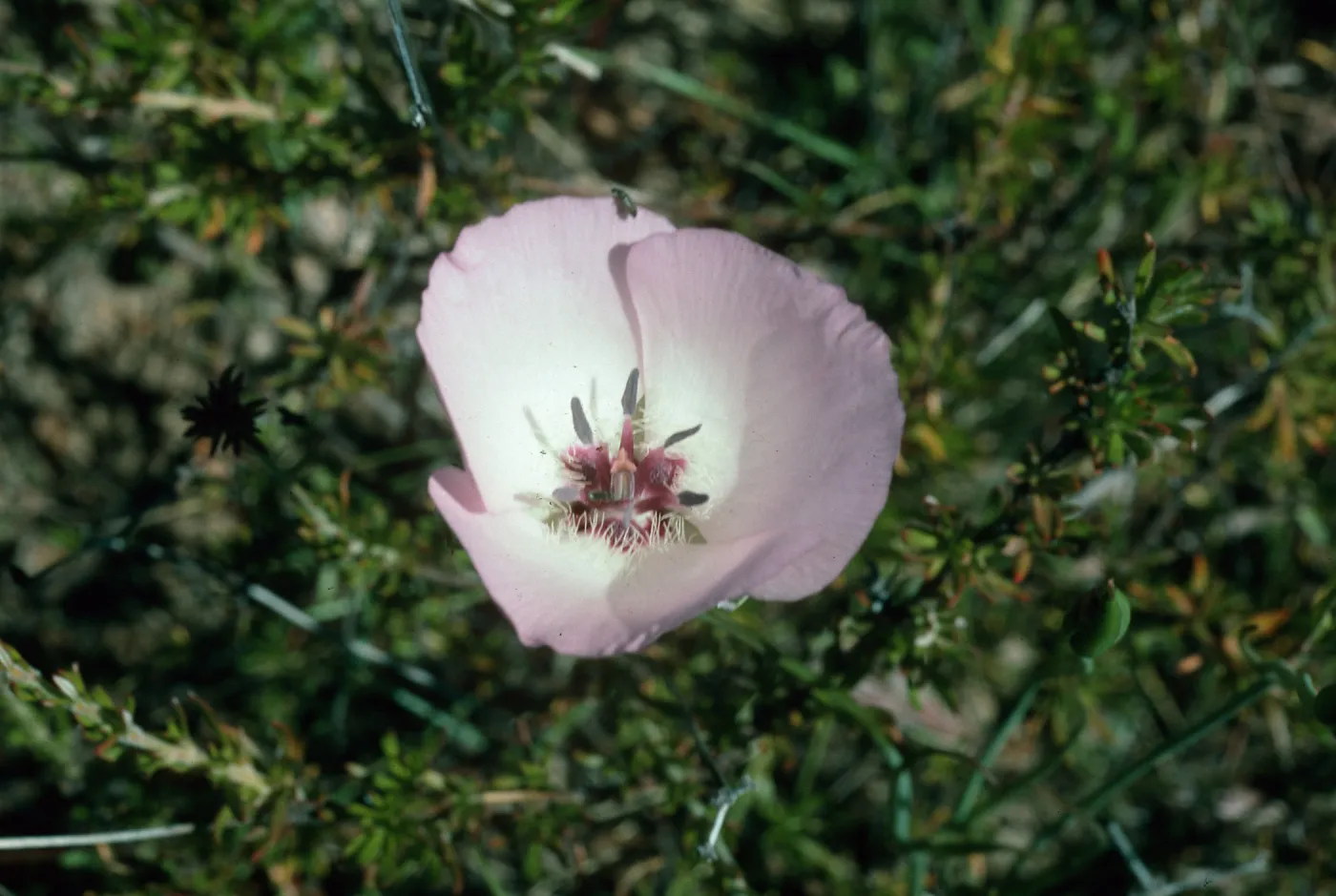 Calochortus splendens Starr Ranch, CA