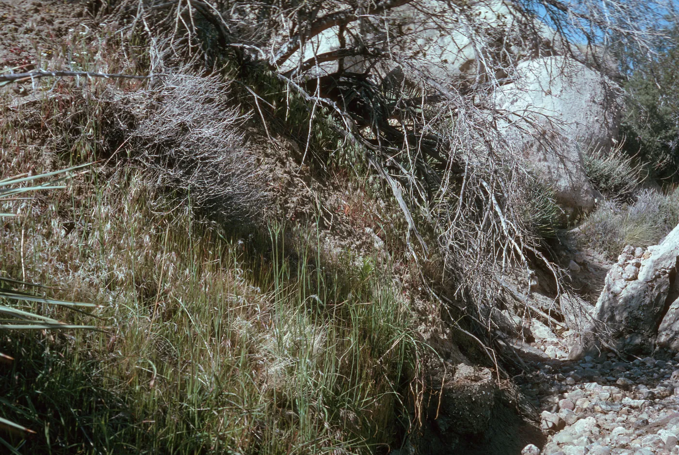 Calochortus Palmeri Habitat