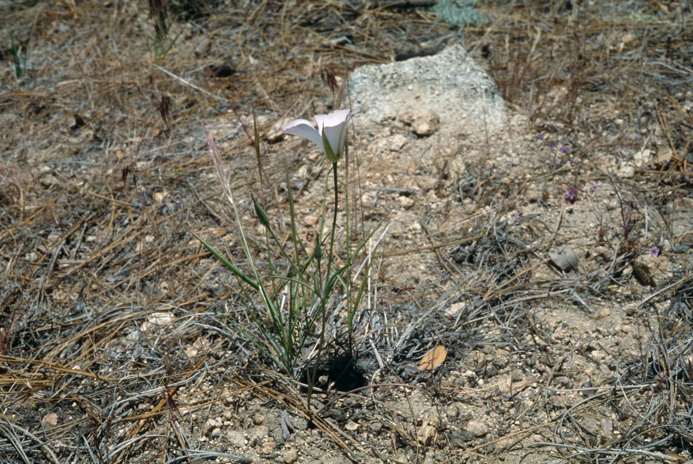 Calochortus invenustus, Pacifico Mountain, Angeles National Forest