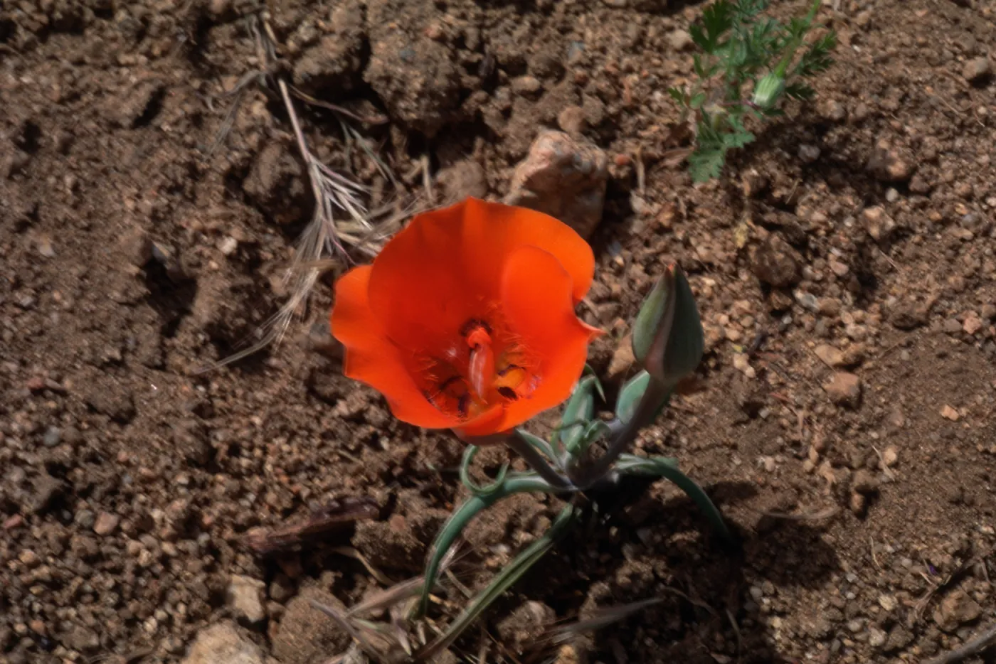 Calochortus kennedyi