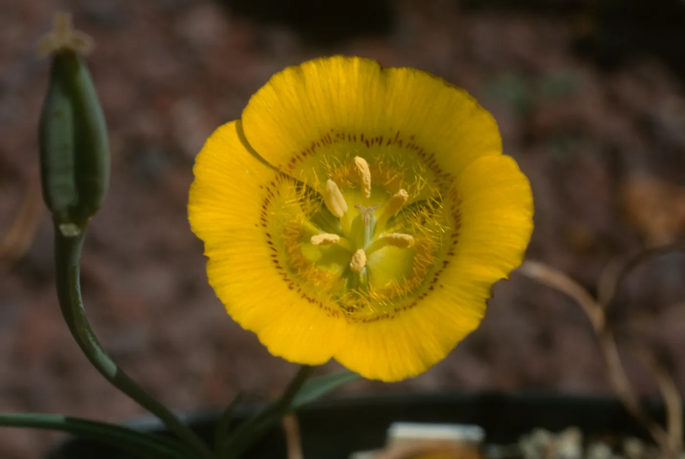 Calochortus luteus