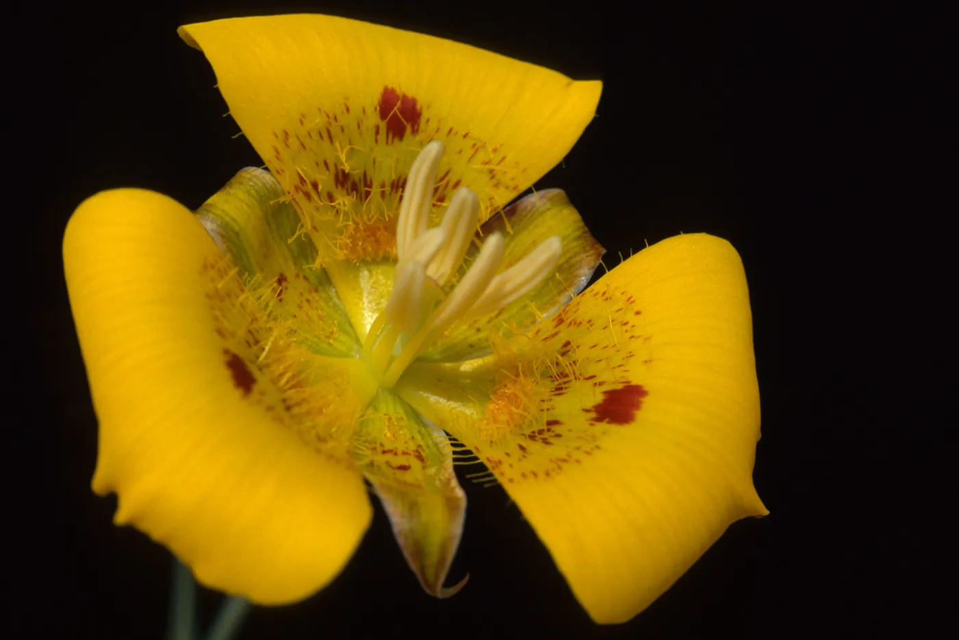 Calochortus luteus