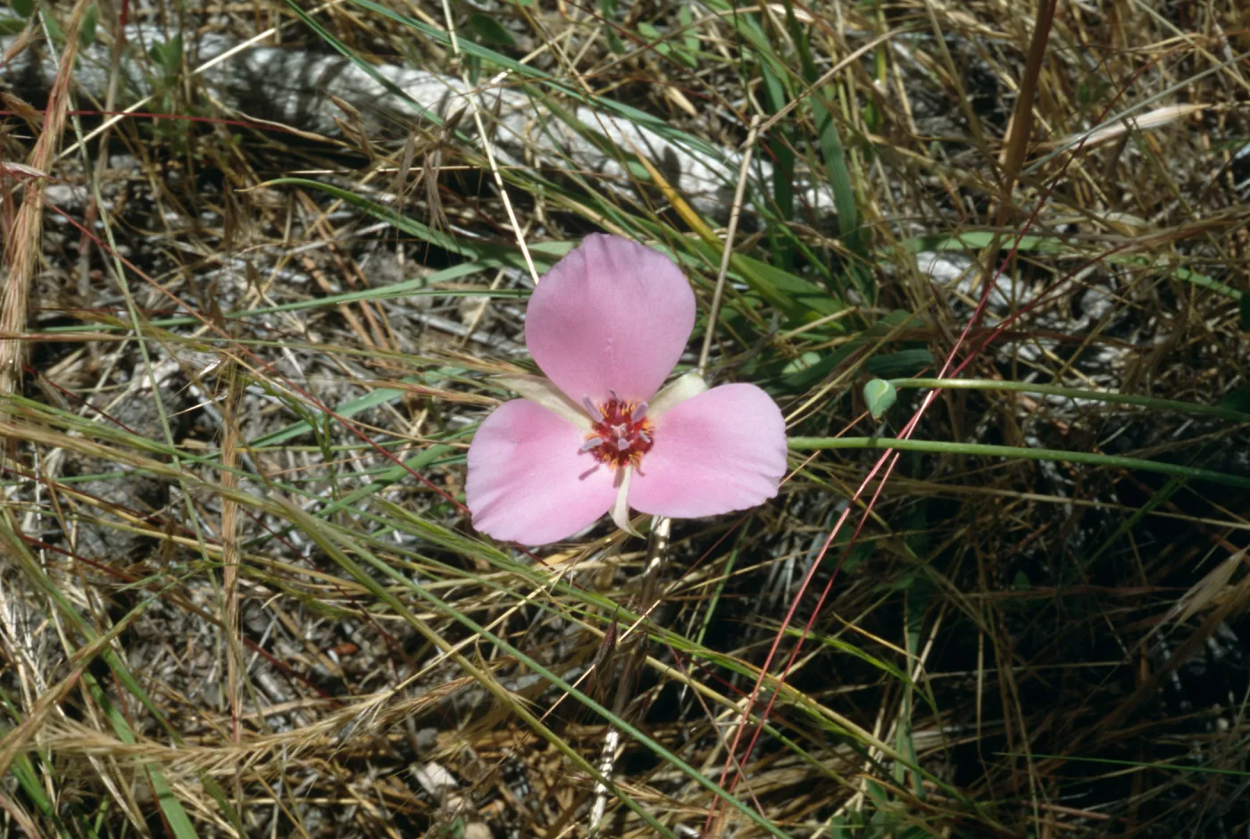 Calochortus palmeri var. munzii, Hiway 74, mile 60.0