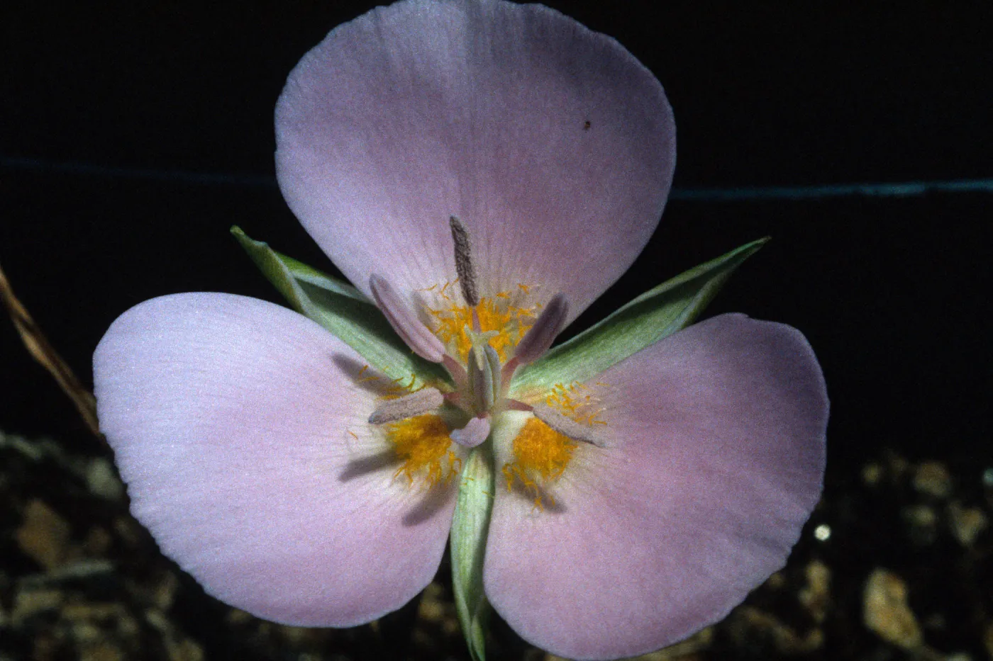 Calochortus palmeri var. munzii 